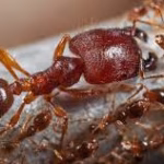 Big-Headed Ant Control Florida