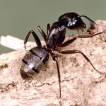 Carpenter Ant Removal Florida