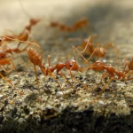 Fire Ant Control Florida