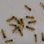 Ghost Ant Removal Florida