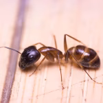 Sugar Ant Removal Flordia