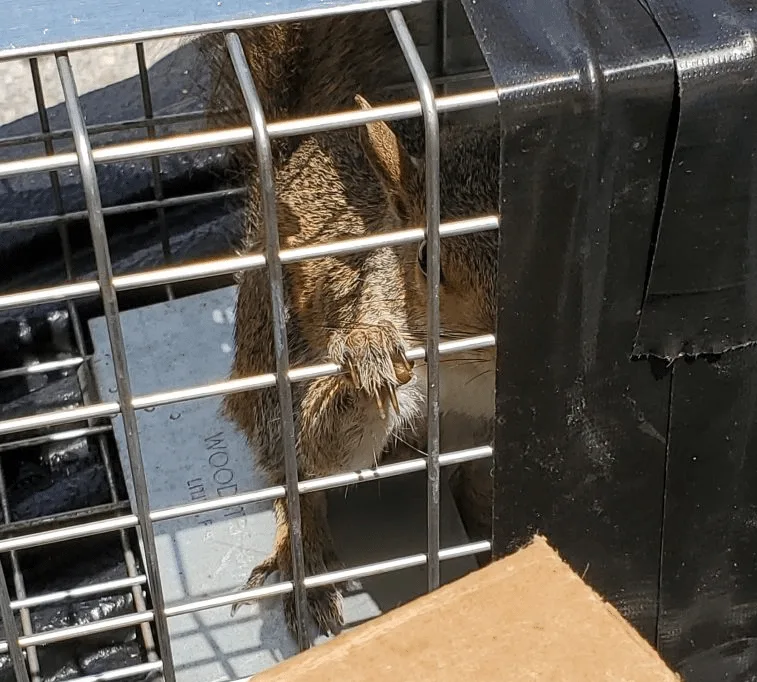 Squirrel Removal Services Success
