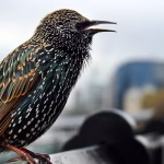 European Starling Control Florida European Starling Control Florida