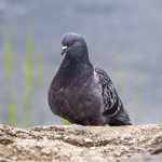 Pigeon Control Florida Pigeon Control Florida