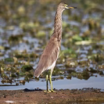 heron & erget deterrence florida heron & erget deterrence florida