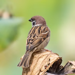 house sparrow control florida house sparrow control florida