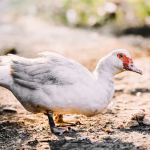 muscovy duck removal florida muscovy duck removal florida