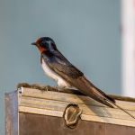 swallow & swift deterrence florida swallow & swift deterrence florida