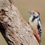 woodpecker deterrence florida woodpecker deterrence florida