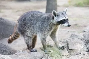 Animal and Pest Removal