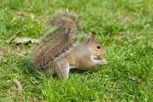 Professional Squirrel Removal Services You Can Trust!