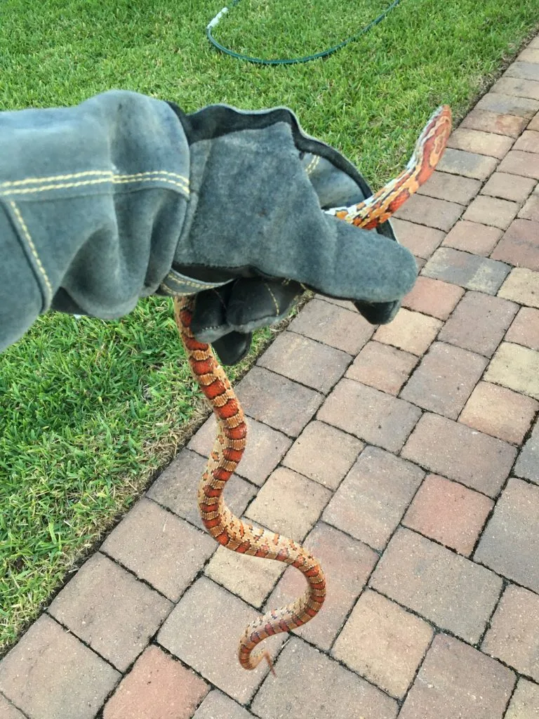 Corn Snake Removal