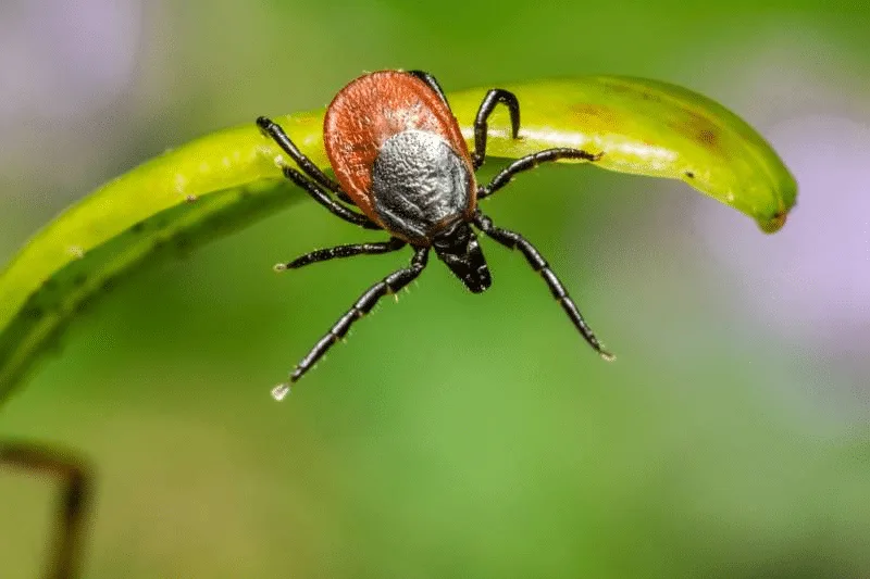 Tick Control & Extermination