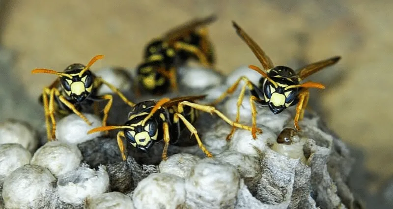 Wasp Control & Extermination