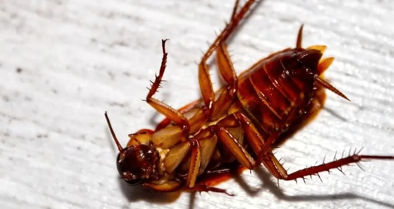 Roach Control & Extermination