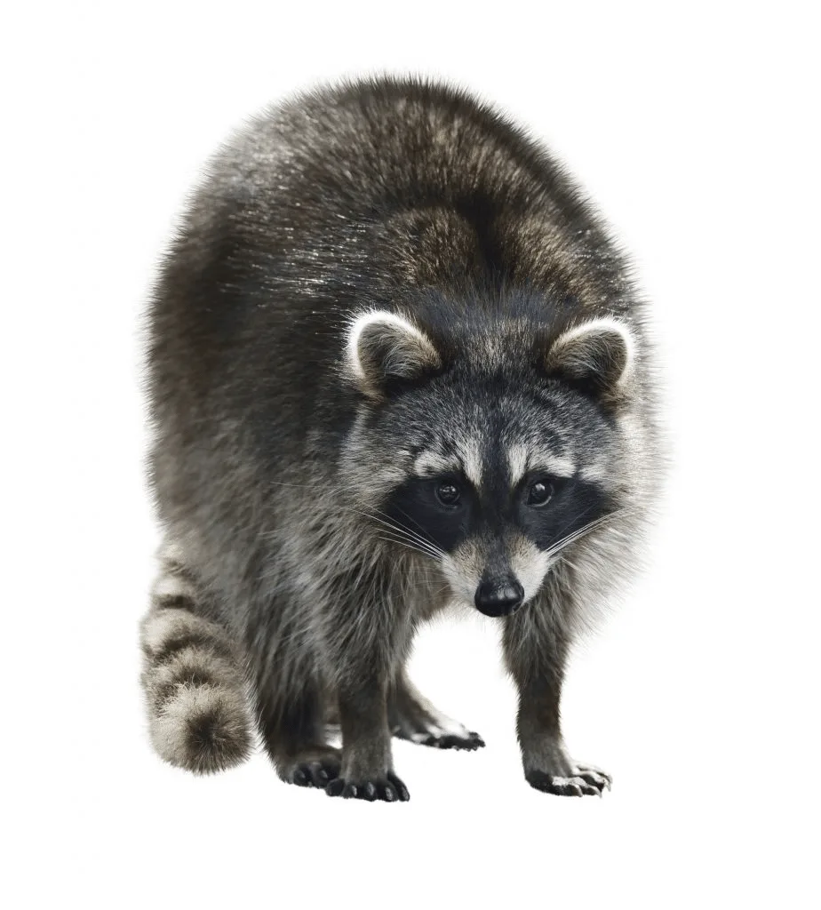 Why You Need to Remove Raccoons from Your Residence