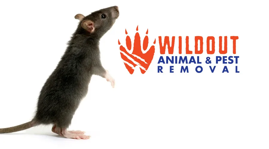 Five Interesting Facts About Rats You Didn’t Know!