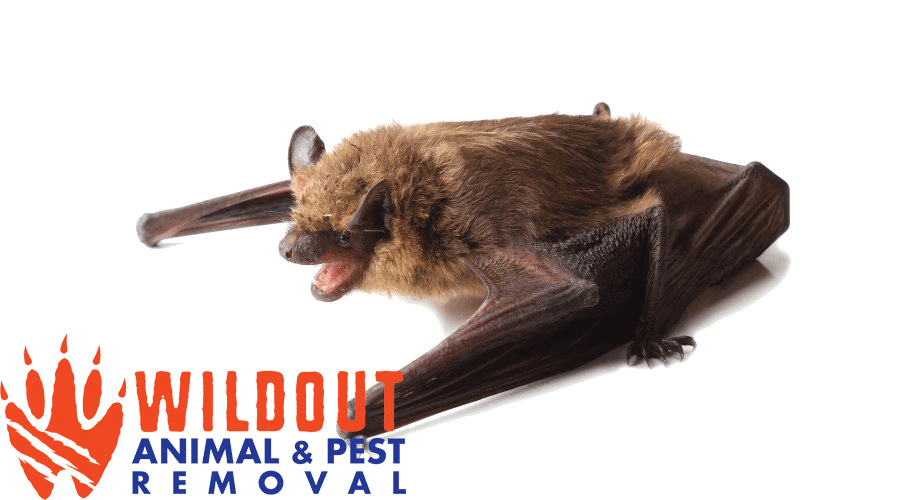 Why are Bats Protected in the State of Florida? 1 Wildlife Removal