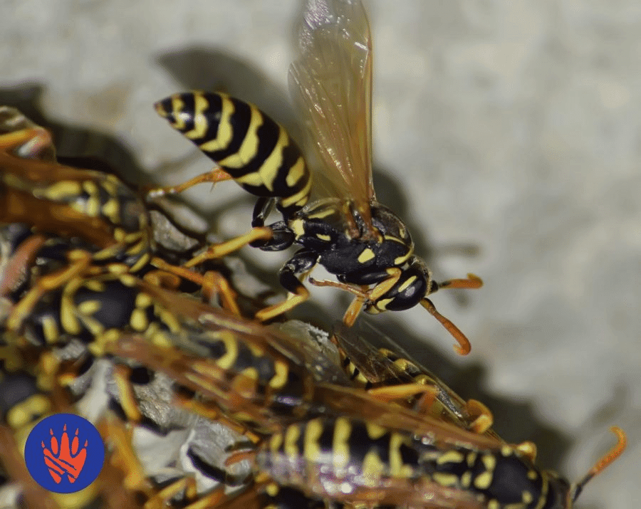Bees and Wasps: A Guide