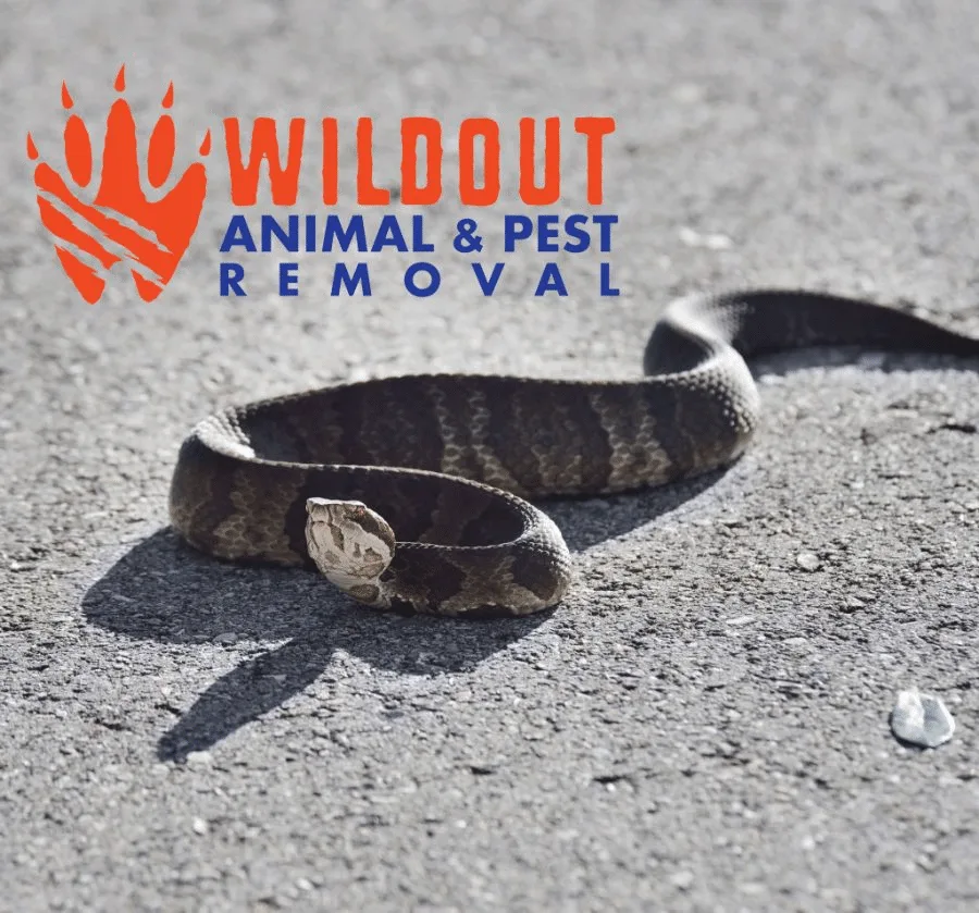 Benefits of Hiring a Professional Pest Control Company