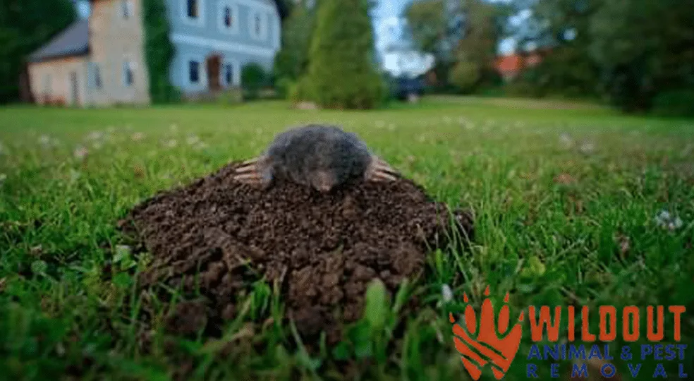 What You Should Know About Mole Removal