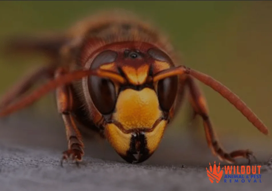 Unusual Bee Facts