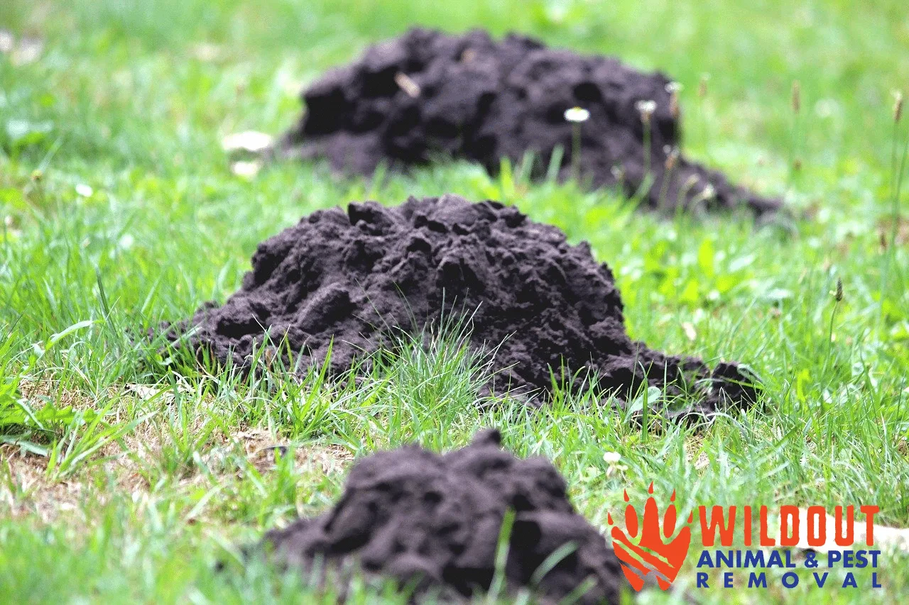 Mole Damage to Your Yard/Mole Damage to Homes