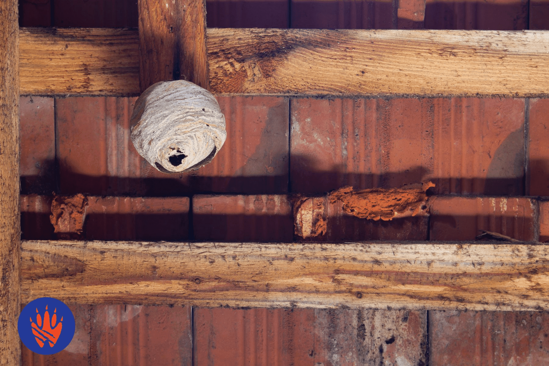 How to Identify Stinging Insects Based on Their Nests
