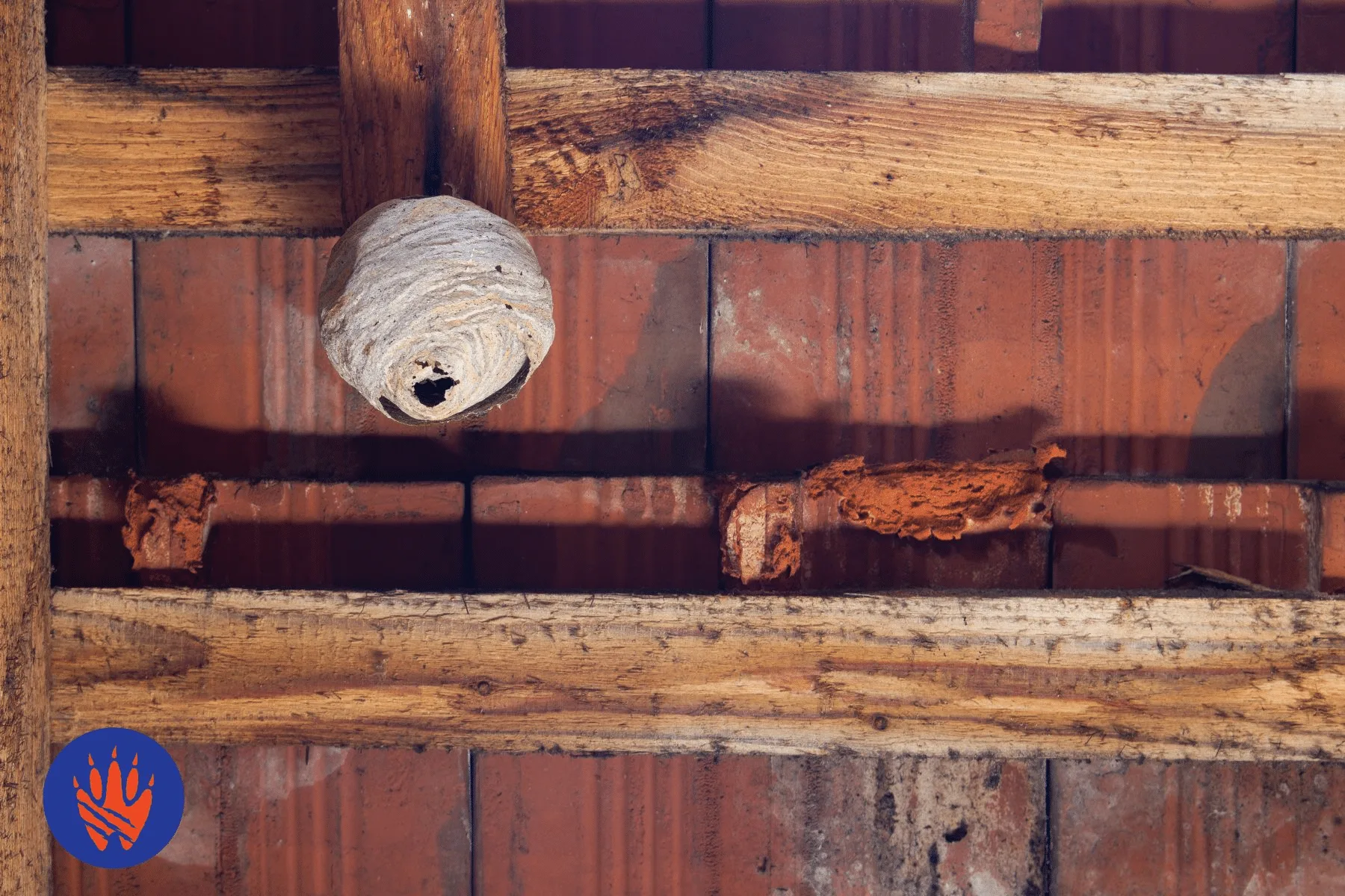 How to Identify Stinging Insects Based on Their Nests