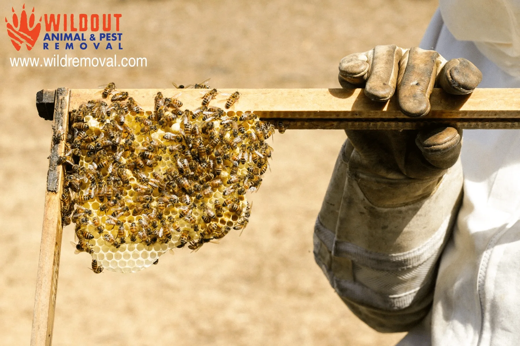 How You Can Help Save the Honeybees