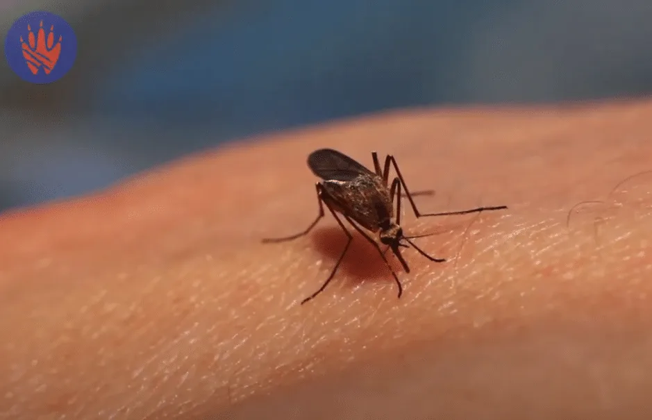 Five Mosquito Myths