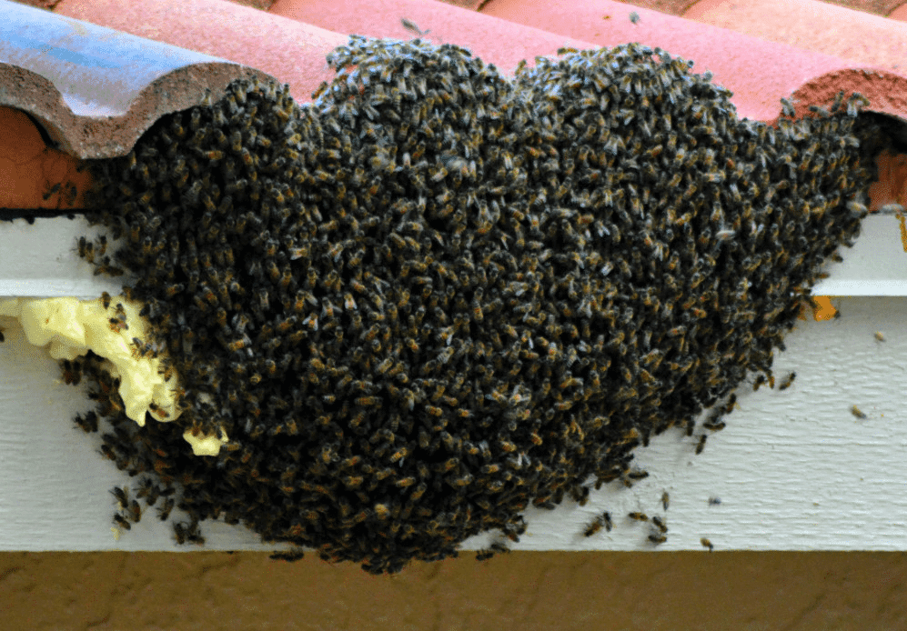 The Amazing Bee