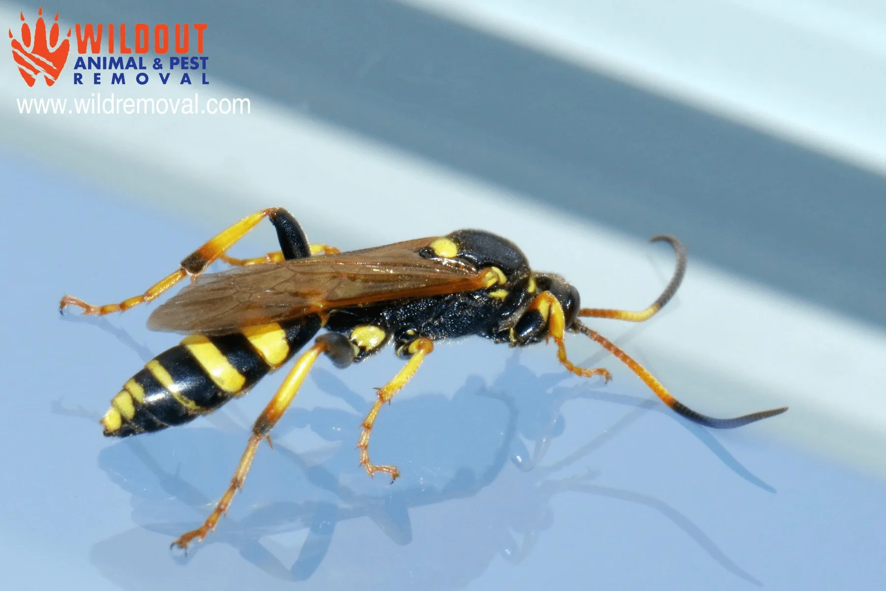 Five Fall Facts About Wasps