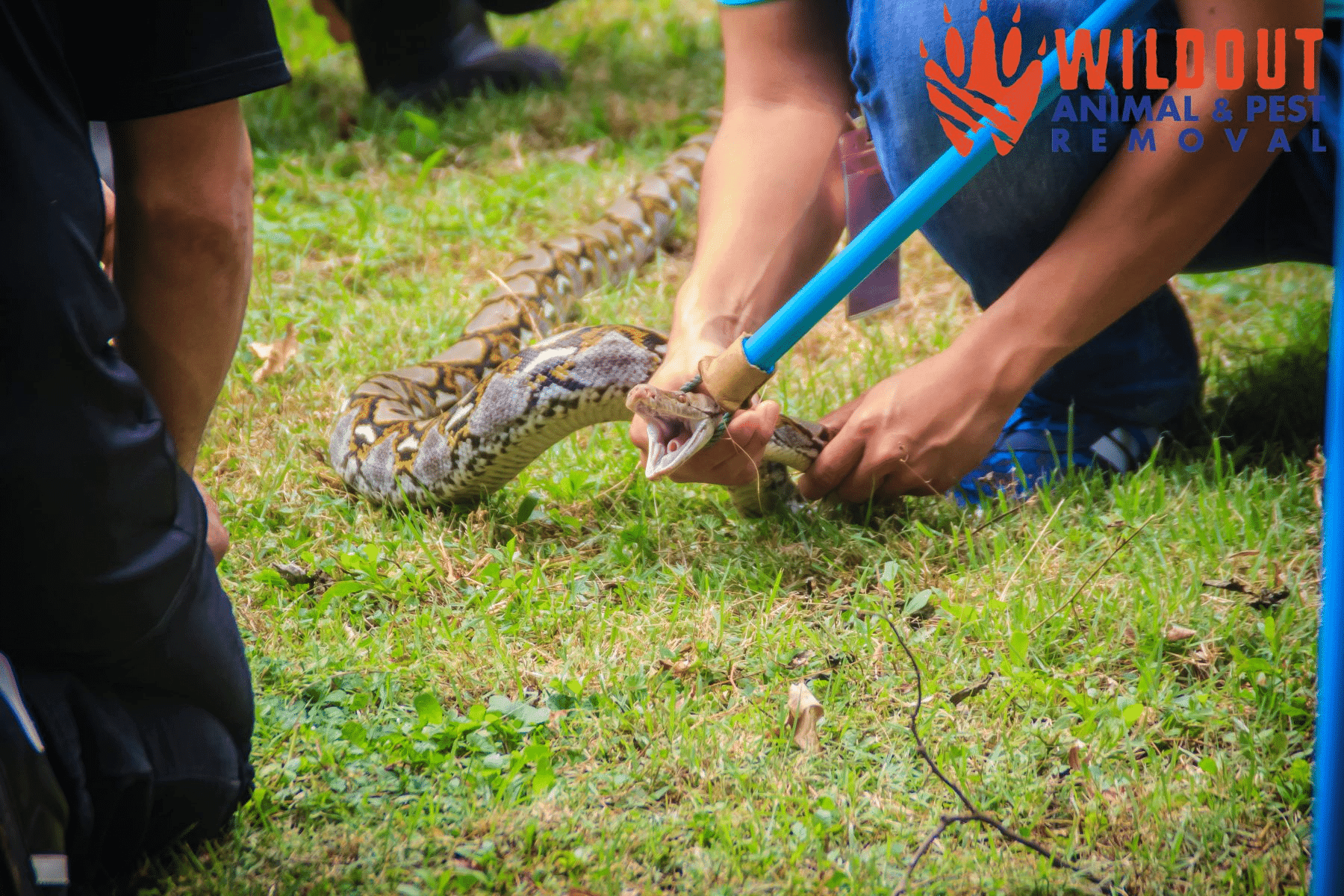 Florida May Use Drones to Fight Against Pythons