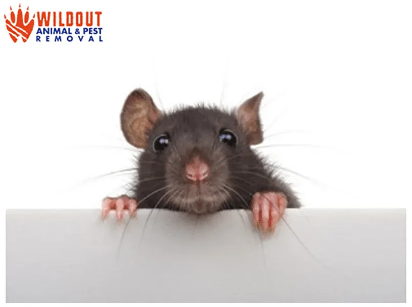 Top Pests Popular in Fall