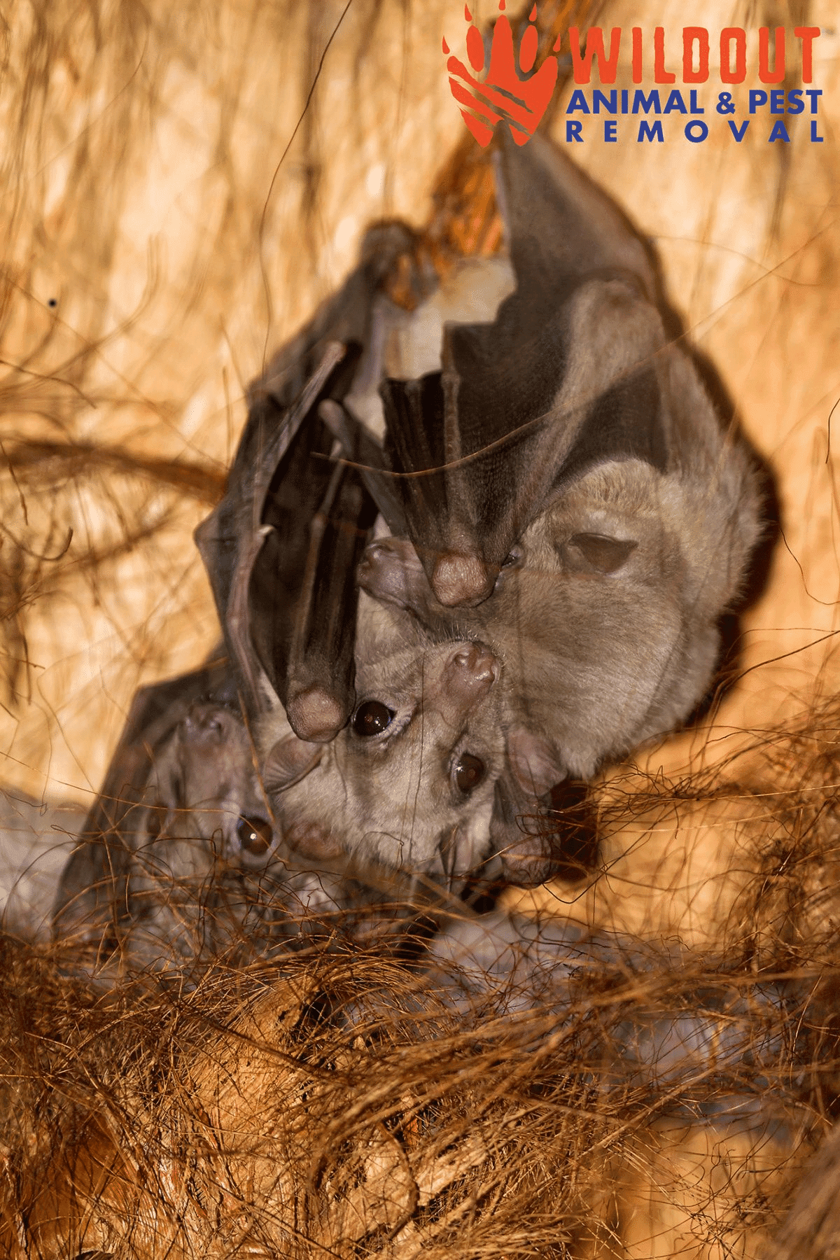 Seven Batty Facts