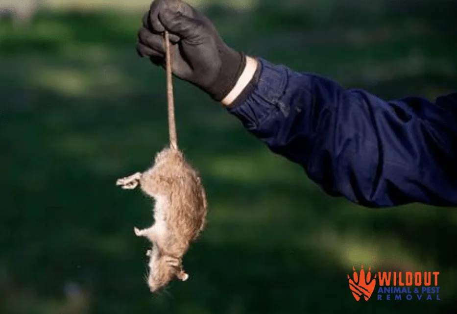What’s The Difference Between a Mouse and a Rat?