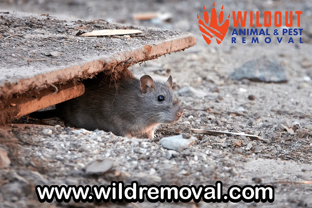 Mice Are Shrinking, What’s to Blame?