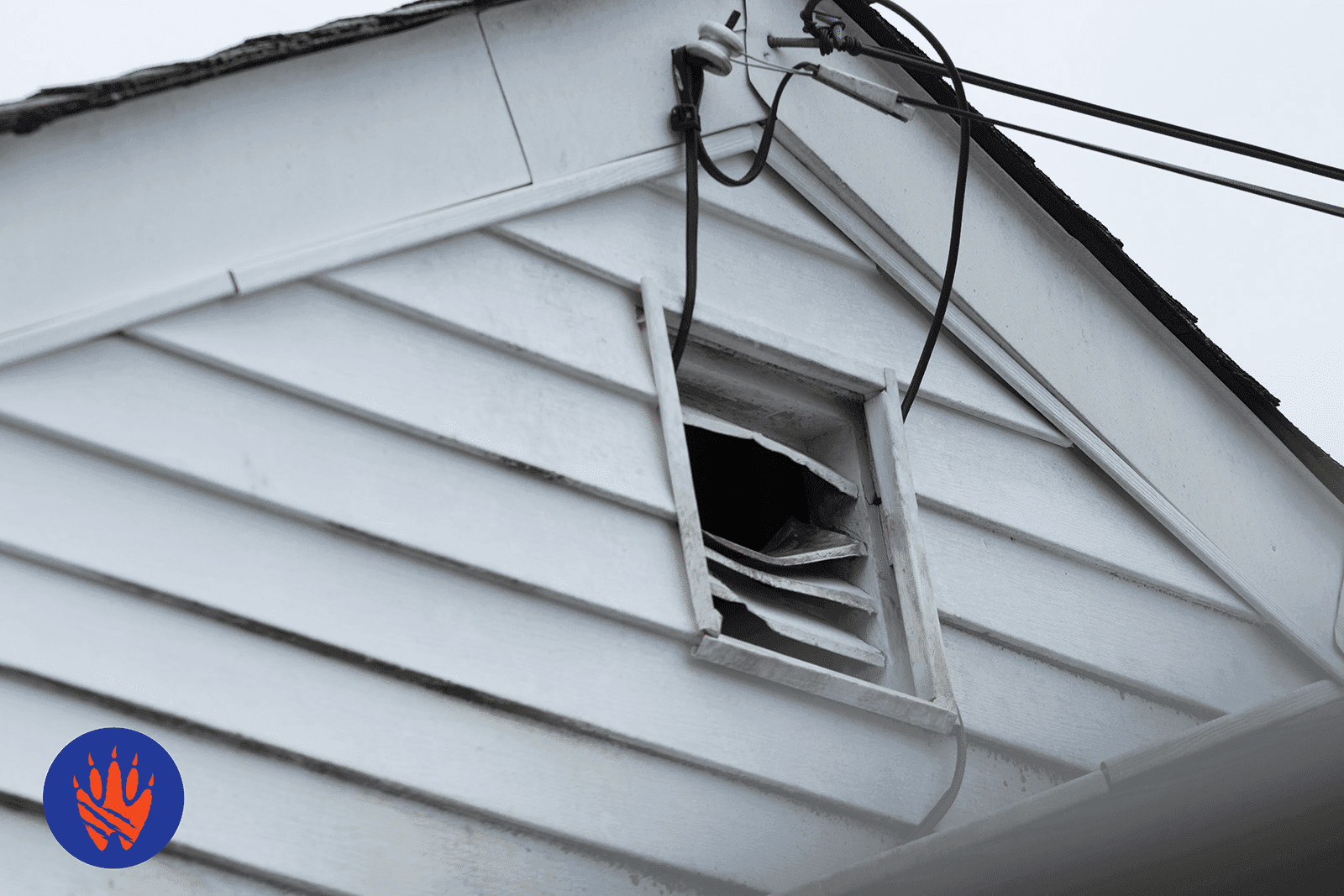 Why Should You Restore Your Attic Post Pest Infestation