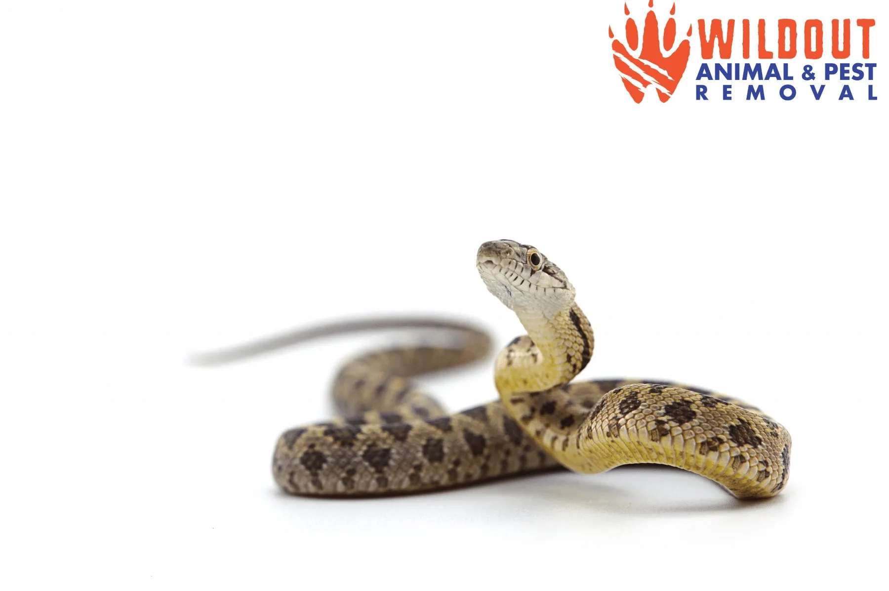 Winter Habits of Snakes