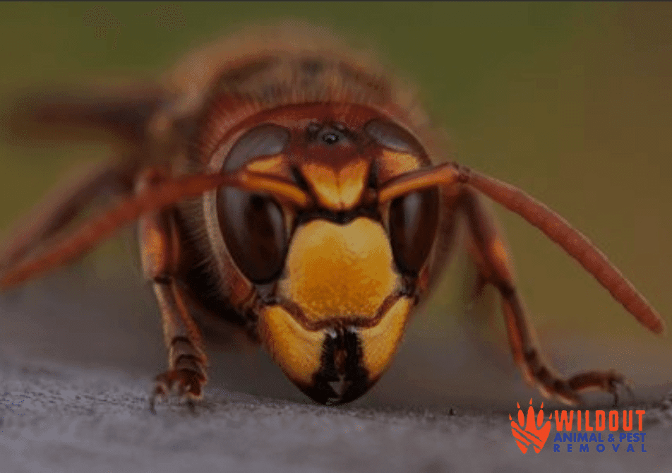 How Do Bees See Flowers?