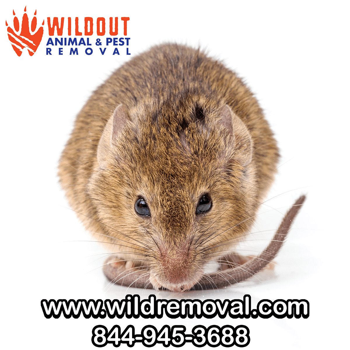 Doing the Mouse Math: How Fast They Multiply