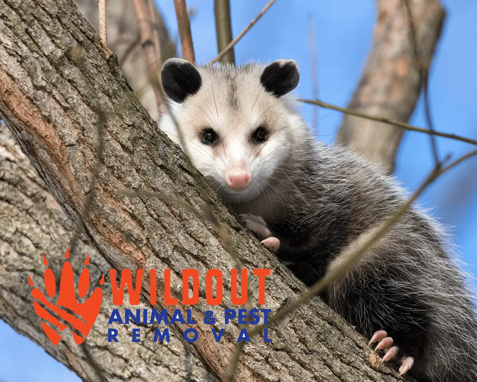 Deadliest Diseases Rodents Carry