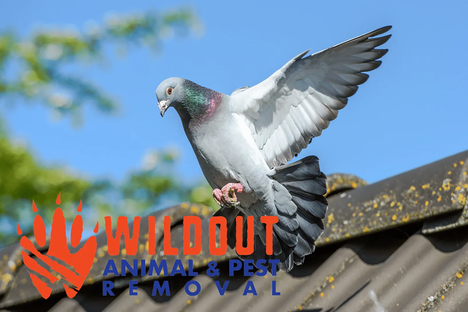 Commercial Property Bird Control and Why it Matters