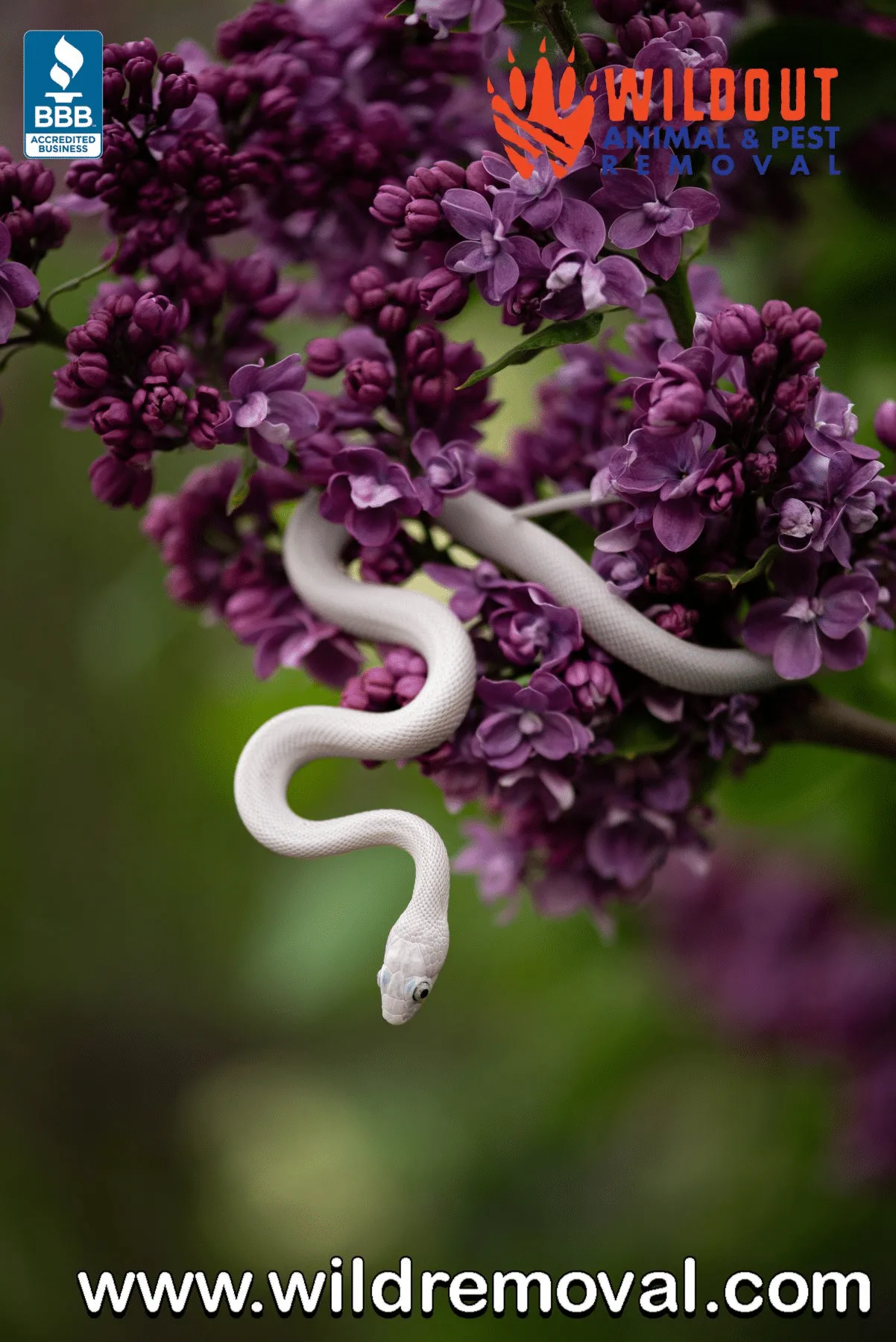 Types of Venomous Snakes in Florida and What You Should Do If You Encounter One