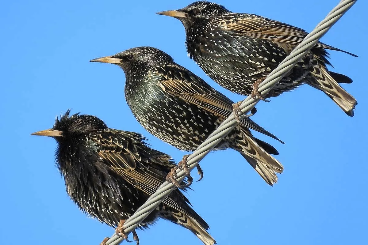 Three Problem Bird Species in Florida