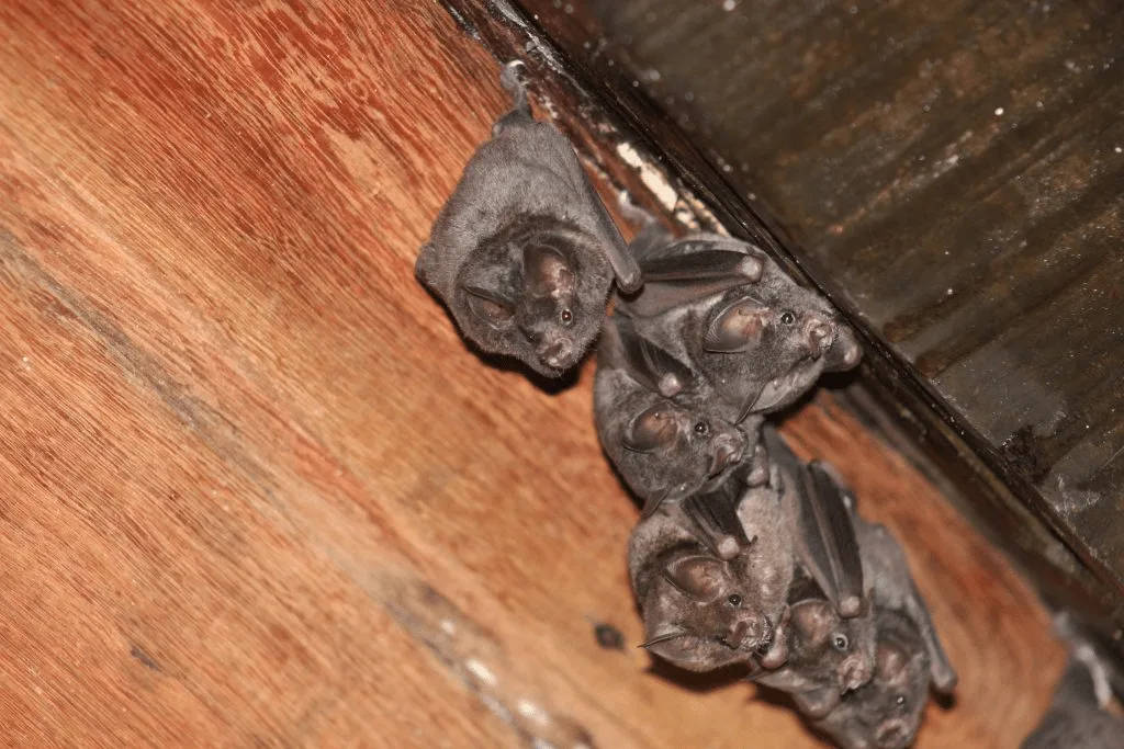 Bat Infestations in Lake Mary: A Guide for Effective Bat Removal