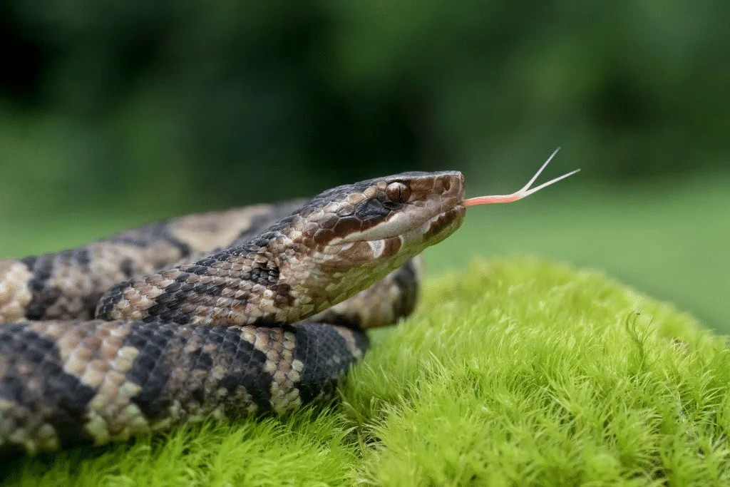 When Snakes Invade: Winter Garden, FL Snake Removal Tips