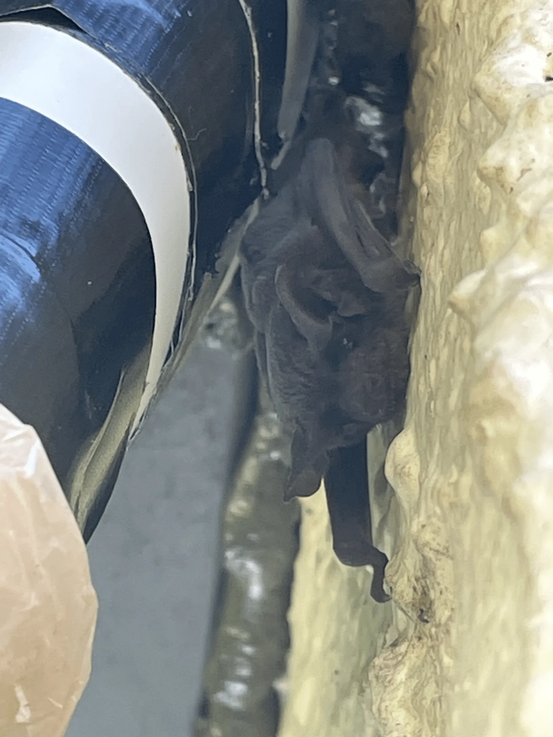 Bat Removal and Cleanup in Oviedo, FL: A Homeowner’s Guide