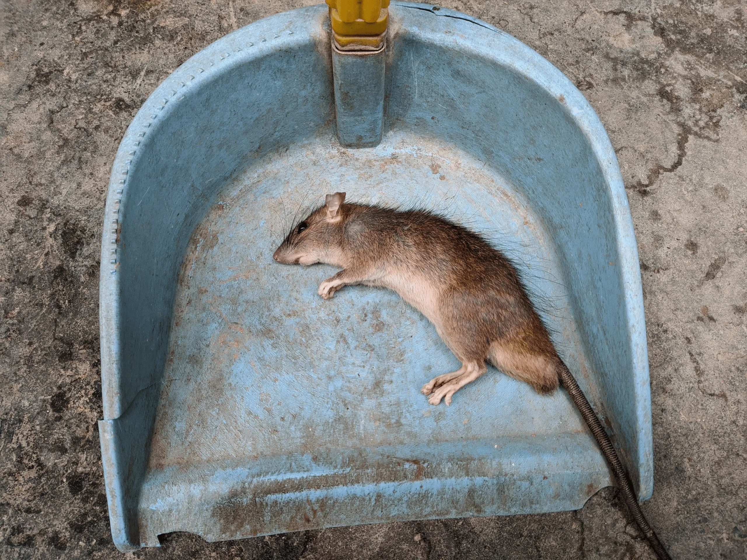 Dealing with Dead Animals on Your Orlando Property